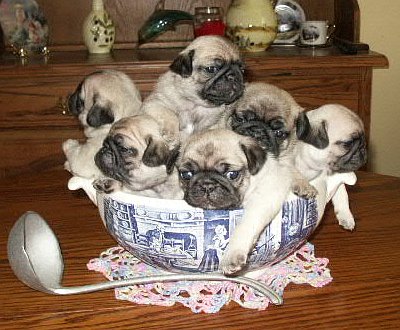 Bowl of Pugs