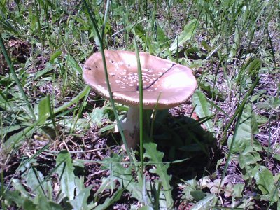 Mushroom in my Front Yard