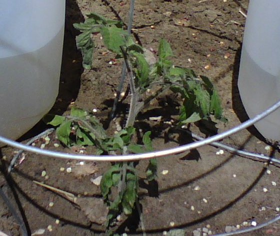 Moneymaker Tomato Outside