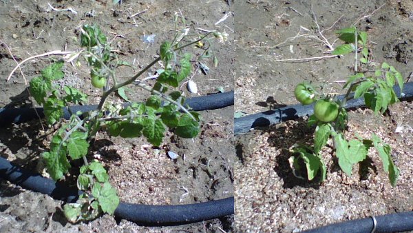 Tiny Tim Tomatoes