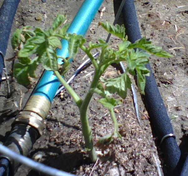 Triffid Tomato