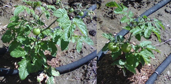 Tiny Tim Tomatoes