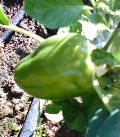 A pepper