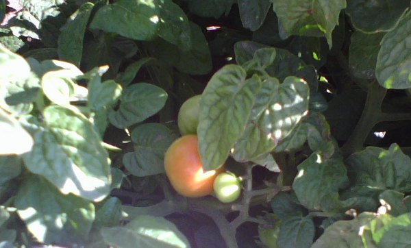 Tiny Tim Tomatoes