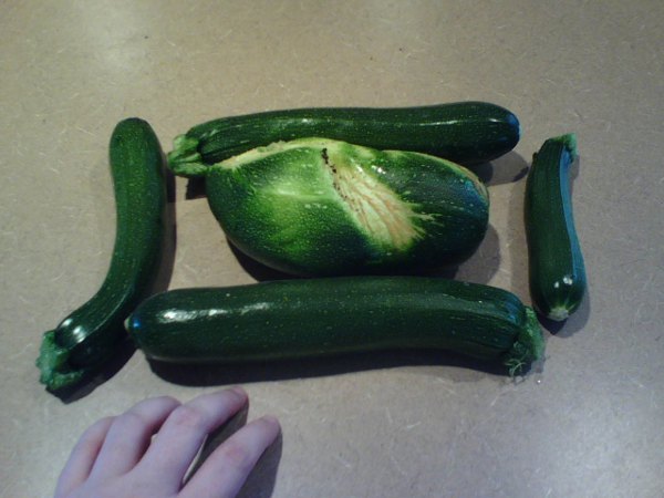 Zucchini Harvest