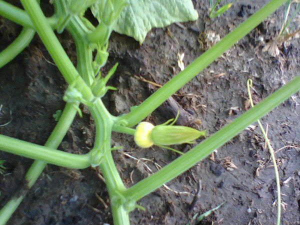 Pumpkin Blossom