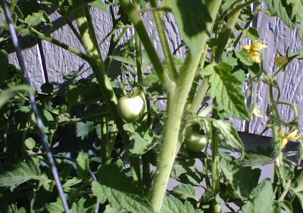 Moneymaker Tomatoes!