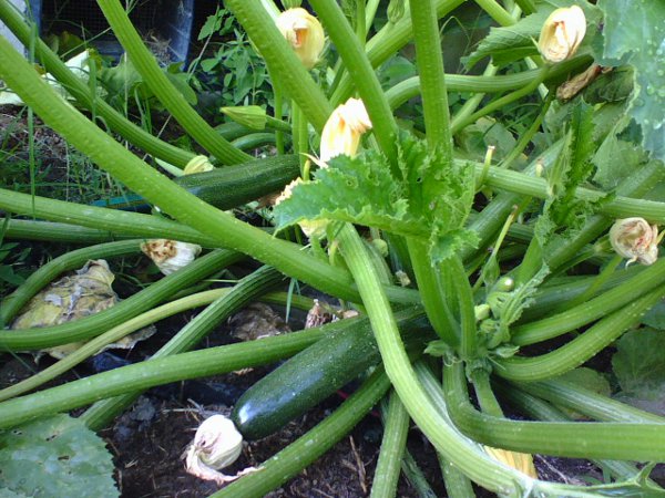 How many zucchini?