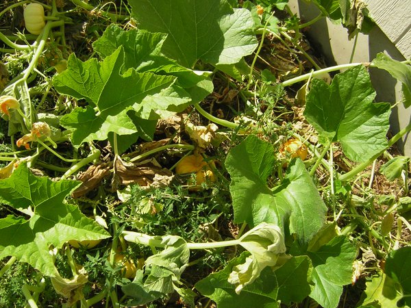 Pumpkins in the Garden