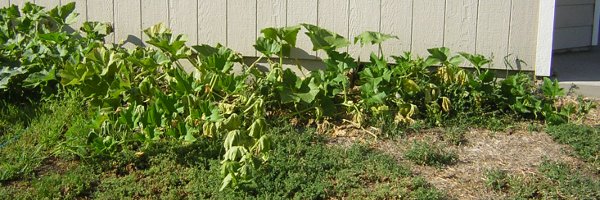 Spreading, dying vines