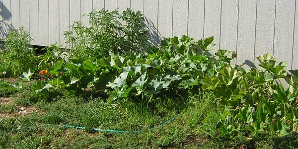 More Pumpkins and Volunteer Tomatoes