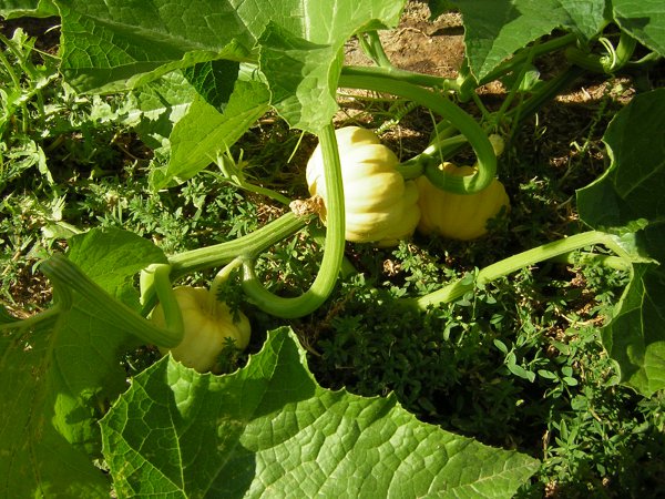 Pumpkins on the vine