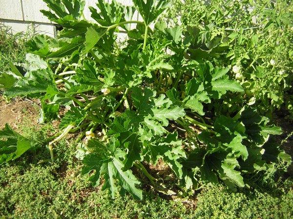 Down to two Zucchini Plants