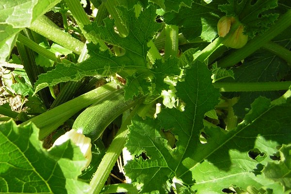 Zucchini ready to harvest