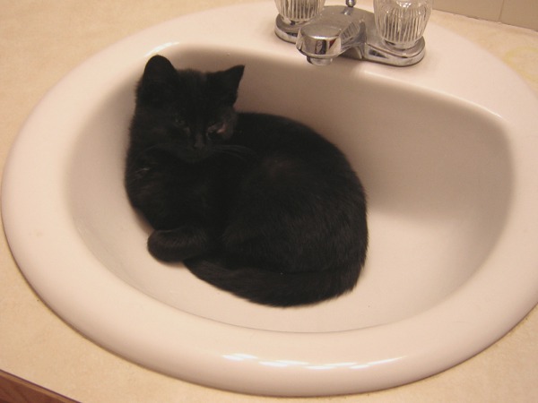 Inkwell in the Sink