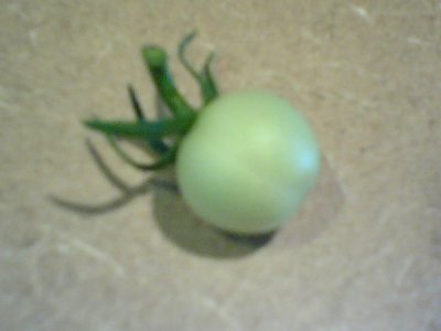 One Dollar Tomatoes