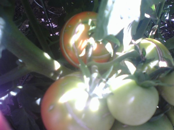 One Dollar Tomatoes