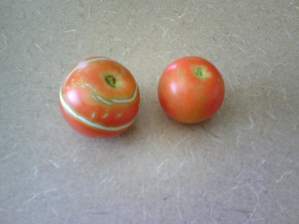 Tomatoes