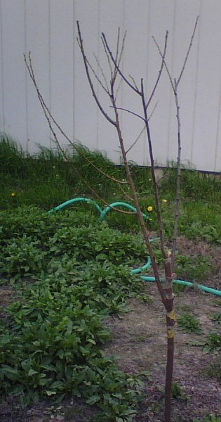 Grafted Plum