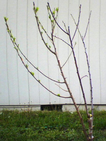 Grafted Plum