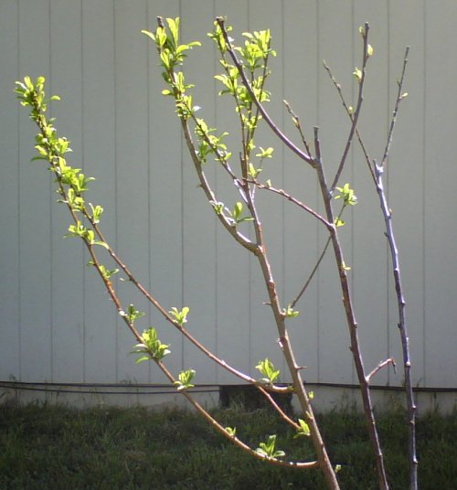 Grafted Plum with more leaves