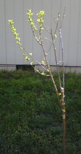 Grafted Plum in context