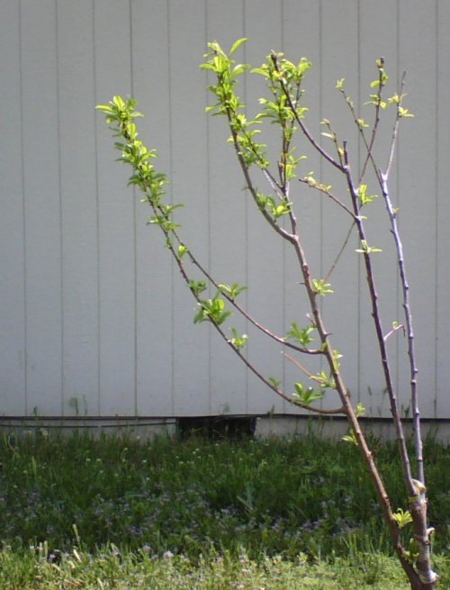 Grafted Plum