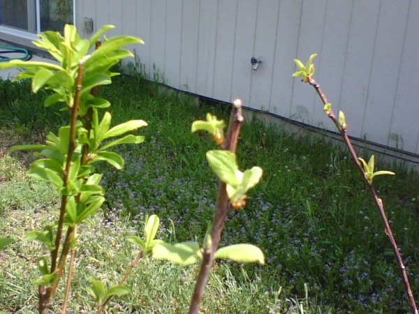 Grafted Plum Close Up