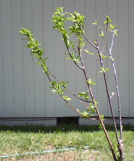 Leafy Grafted Plum