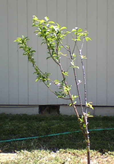 Grafted Plum