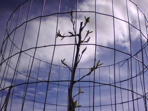 Plum Stick with Leaves