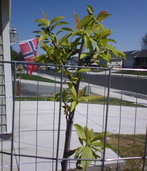 Plum Stick with Norwegian Flag