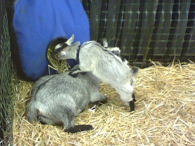 Puyallup Fair 2007