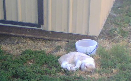 Shed Cat Two Sleeps