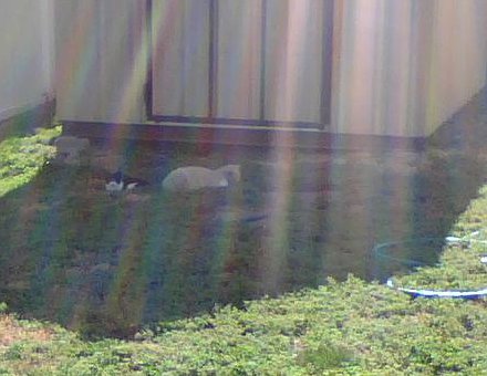 Shed Cats