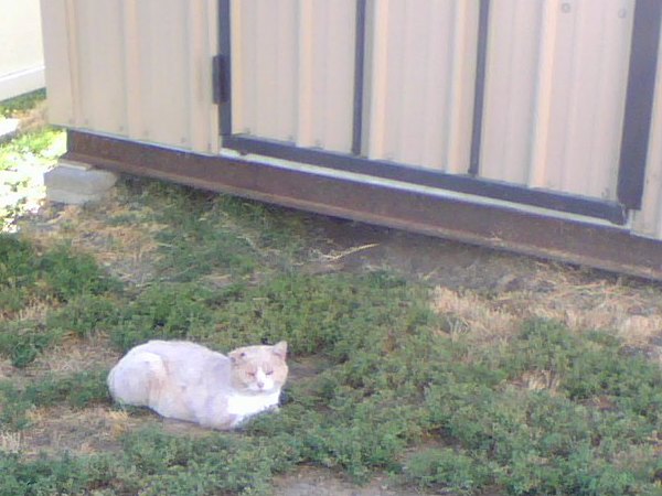Shed Cat Two