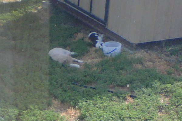 Sleeping Shed Cats