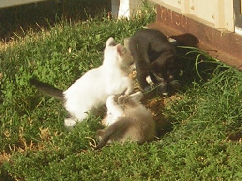 Shed Kittens