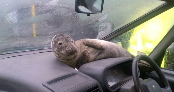Smartie the Seal