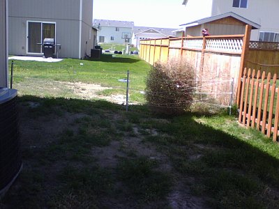 Temp Fence Catches Tumbleweed