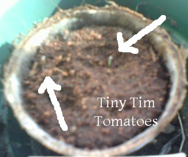 Tiny Tim Tomatoes