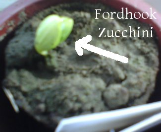 Fordhook Zucchini