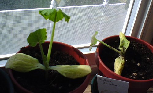 Newly Transplanted Zucchini