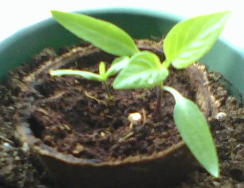 Yolo Wonder Pepper Seedlings
