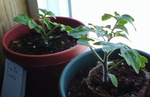 Tiny Tim Tomato Seedlings