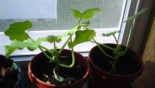 Fordhook Zucchini Seedlings