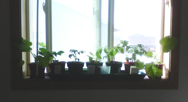 All the Plants on the Windowsill