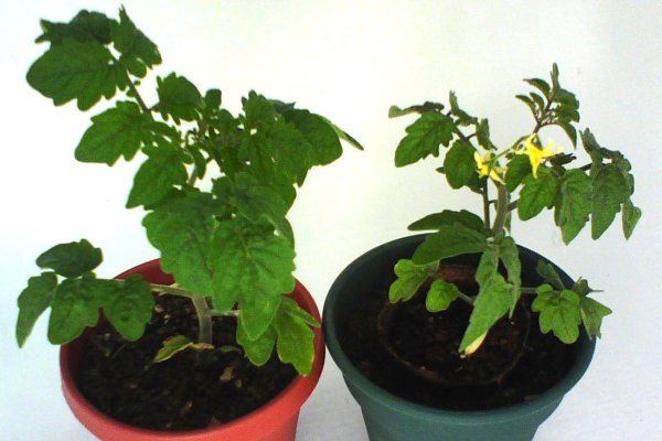 Tiny Tim Tomatoes